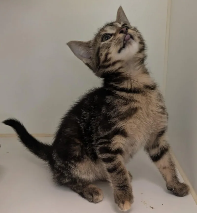 A baby small-sized female Domestic Short Hair cat named Frida for adoption in Texas City, TX