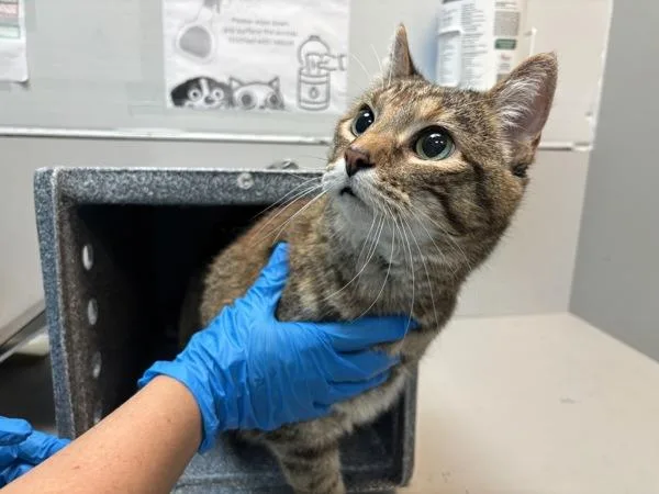 An adult large-sized female Domestic Short Hair cat named Tivo for adoption in New York, NY