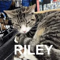 Riley