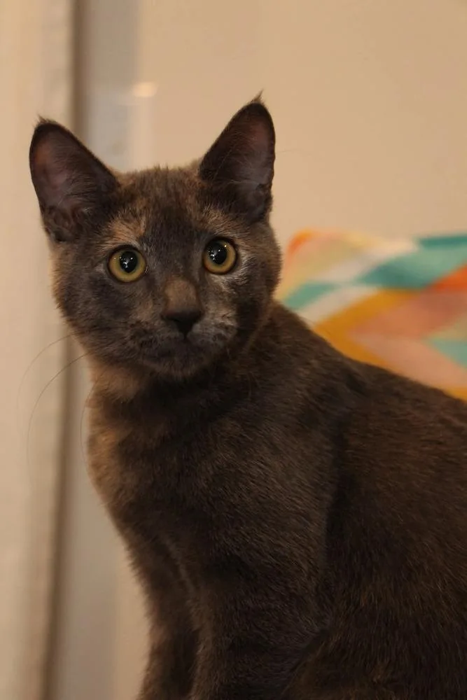 A baby small-sized female Domestic Short Hair cat named ICarly for adoption in Vancouver, WA