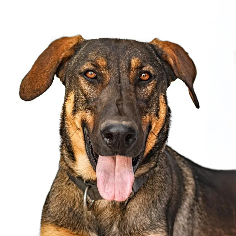 A young large-sized male Shepherd dog named Slink for adoption in Tehachapi, CA