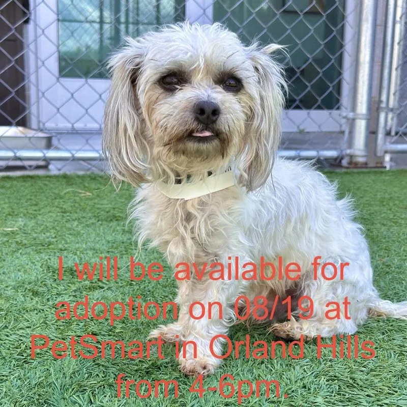 An adult small-sized male White / Cream Mixed Breed dog named Ezra for adoption in Matteson, IL