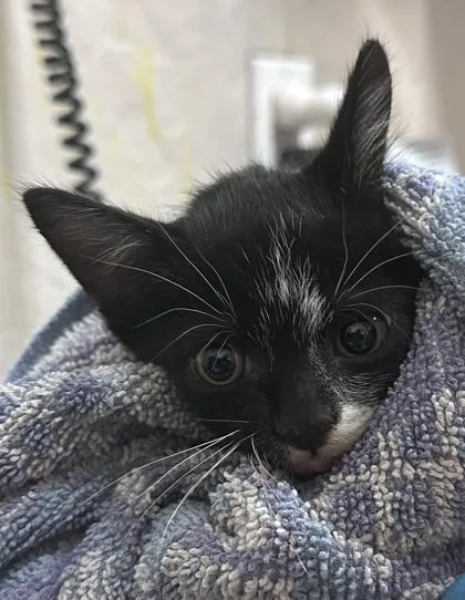 A baby small-sized male Domestic Short Hair cat named Rolo for adoption in Honolulu, HI