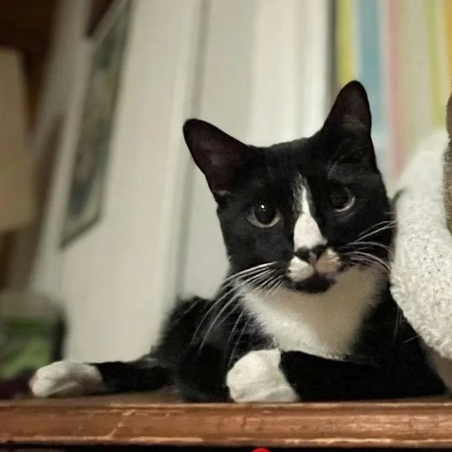 An adult medium-sized female Black & White / Tuxedo Domestic Short Hair cat named Maia for adoption in Houston, TX