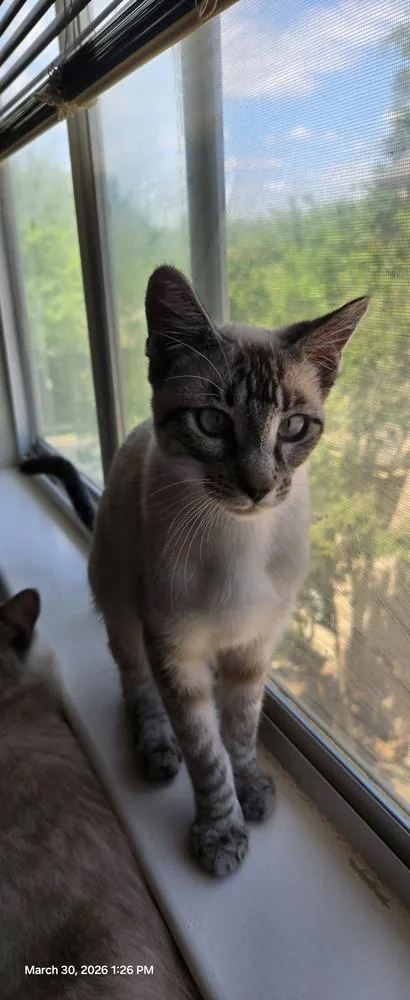 Romeo