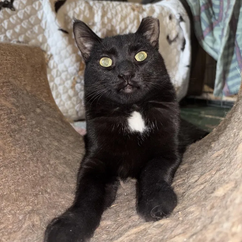 A young small-sized female Black Domestic Short Hair cat named Squishmallow for adoption in Middle Village, NY