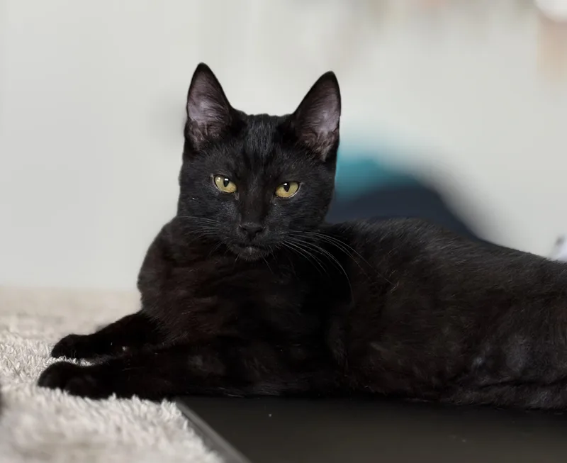 A baby large-sized male Black Domestic Short Hair cat named Sammy md for adoption in Burlington, WA