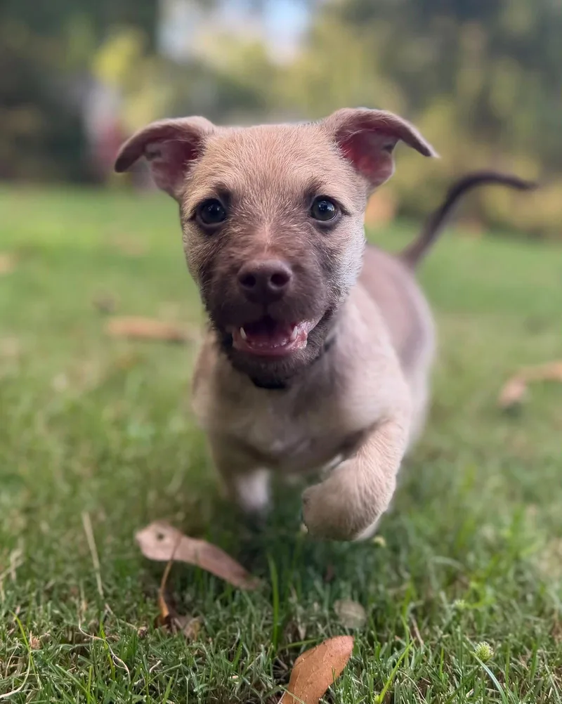 A young medium-sized male Terrier dog named Smoke for adoption in Greenville, SC
