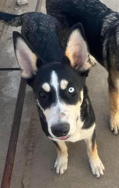 A young medium-sized female Siberian Husky dog named Dee Dee for adoption in Stockton, CA