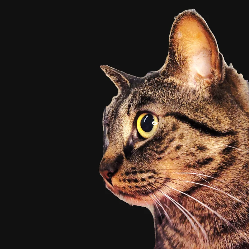 A young medium-sized female American Shorthair cat named Luna for adoption in Bronx, NY
