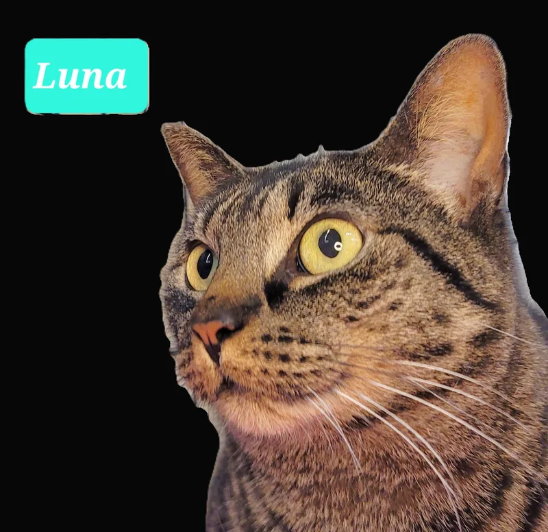 Luna thumbnail 3