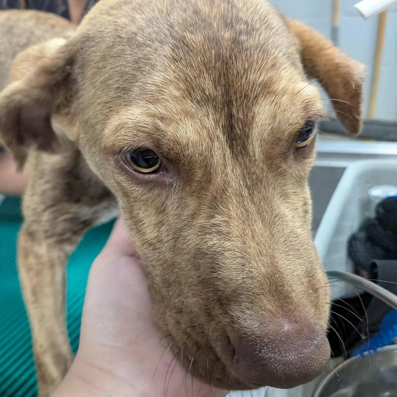 A baby medium-sized male Mixed Breed dog named Silas for adoption in Grand Rapids, MI