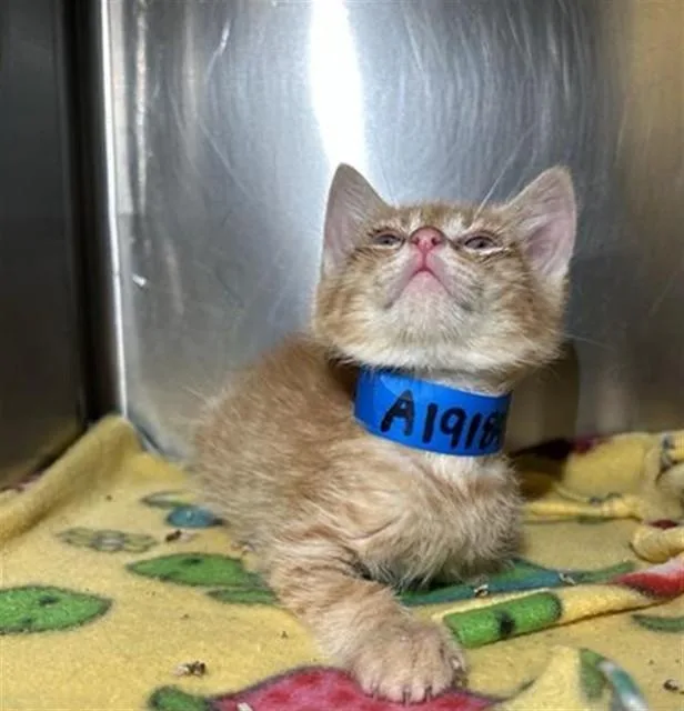 A baby small-sized male Domestic Short Hair cat named Butter for adoption in Riverside, CA