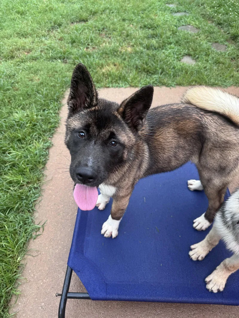 A young medium-sized male Akita dog named Jace for adoption in Greenville, SC
