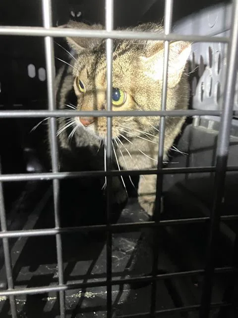 An adult large-sized female Domestic Short Hair cat named Ravel for adoption in Dallas, TX