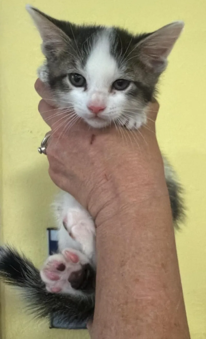 A baby small-sized male Domestic Medium Hair cat named Marshall for adoption in Rockwall, TX