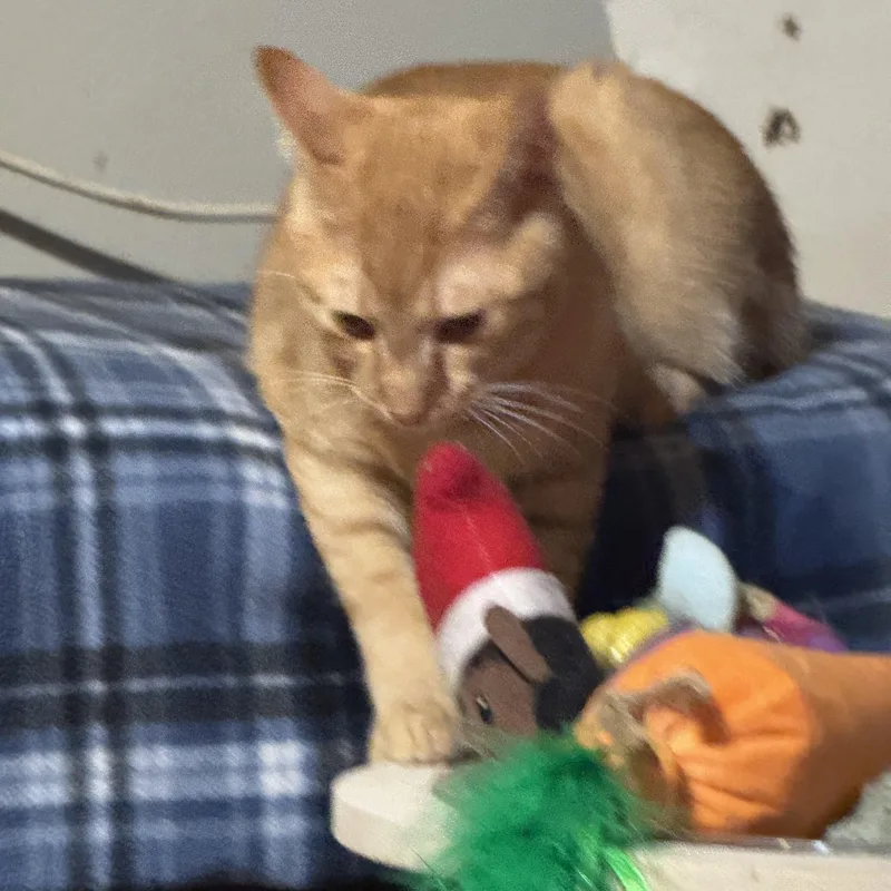 A young large-sized male Orange & White Tabby cat named Simba  Months for adoption in Kissimmee, FL