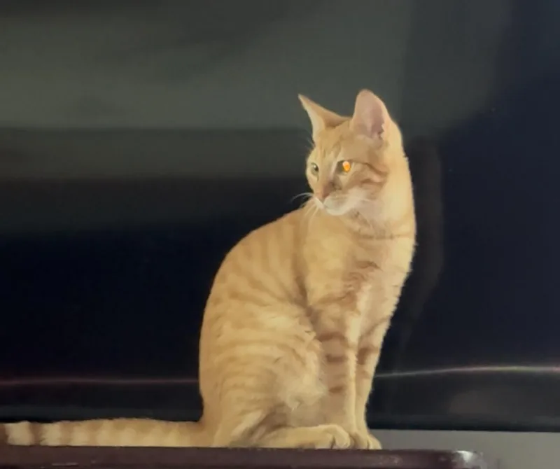 Simba  Months thumbnail 2