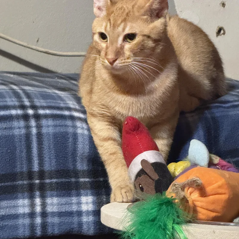 Simba  Months thumbnail 3