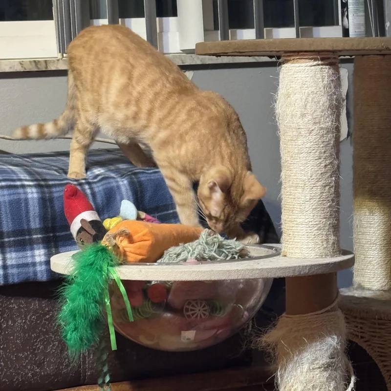 Simba  Months thumbnail 4