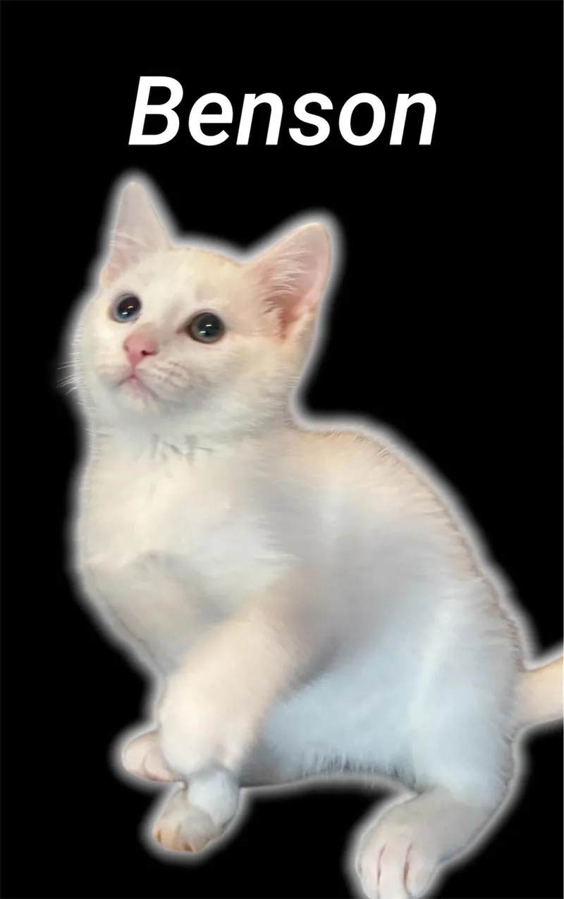 A baby small-sized male Flame Point Domestic Short Hair cat named Benson for adoption in Auburn, CA