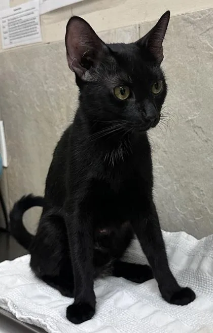 An adult small-sized female Domestic Short Hair cat named Starburst for adoption in Honolulu, HI