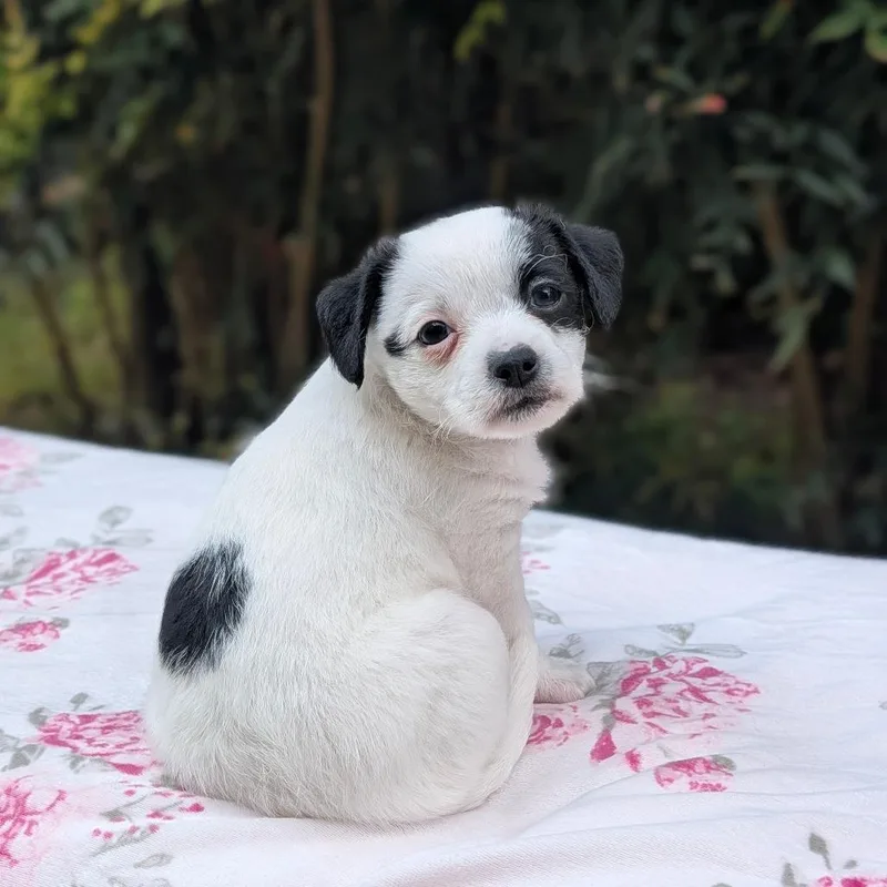 Earl Grey thumbnail 2