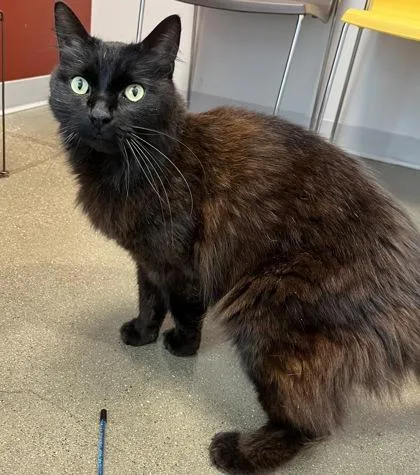 An adult small-sized male Domestic Long Hair cat named TBone for adoption in Janesville, WI