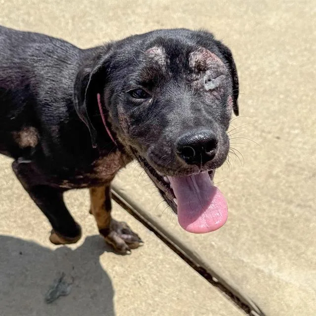 A young small-sized female Mixed Breed dog named Grace Hopper for adoption in Haw River, NC