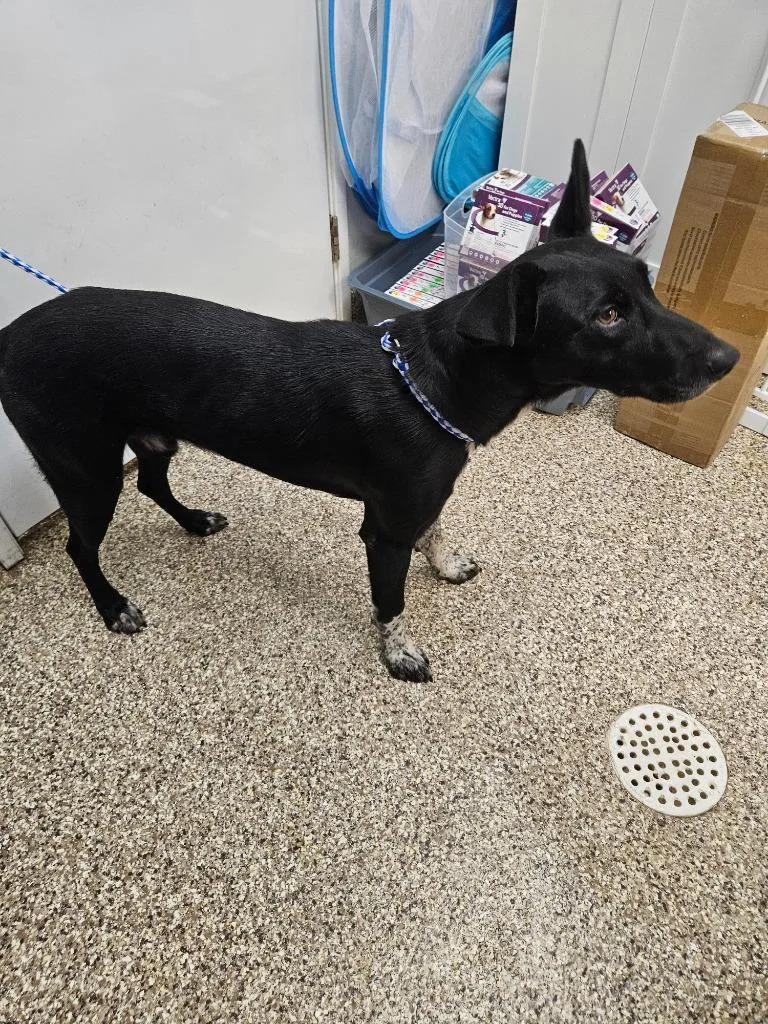 An adult medium-sized male Labrador Retriever dog named Dante for adoption in Pratt, KS