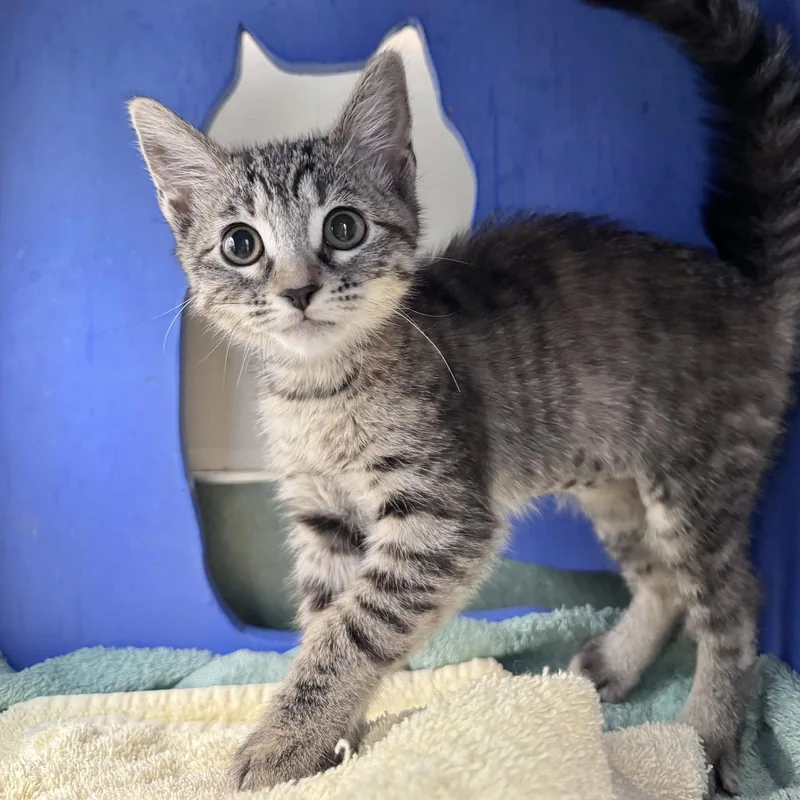 A young medium-sized female Domestic Short Hair cat named Mitzi for adoption in Burlingame, CA