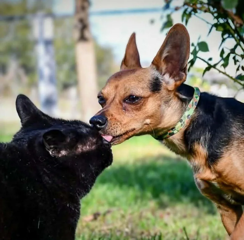 A young small-sized male Black Chihuahua dog named Dickens for adoption in Yakima, WA