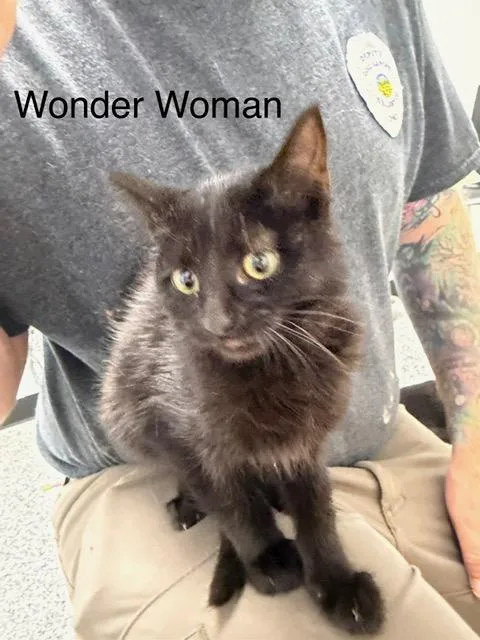 Wonder Woman