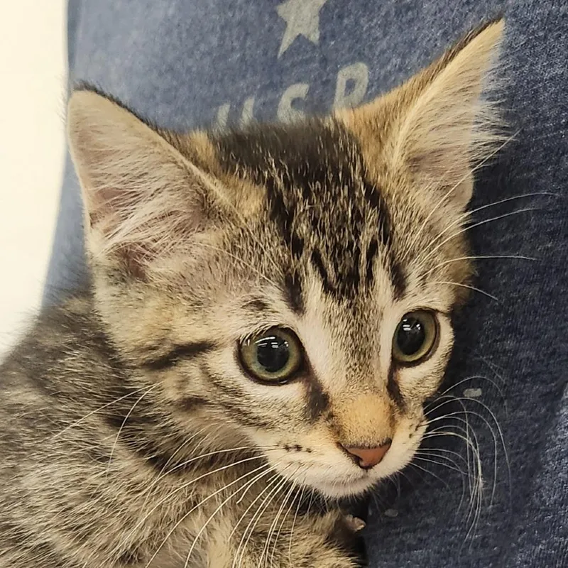 A baby small-sized female Brown / Chocolate Domestic Short Hair cat named Ana for adoption in Brighton, MO