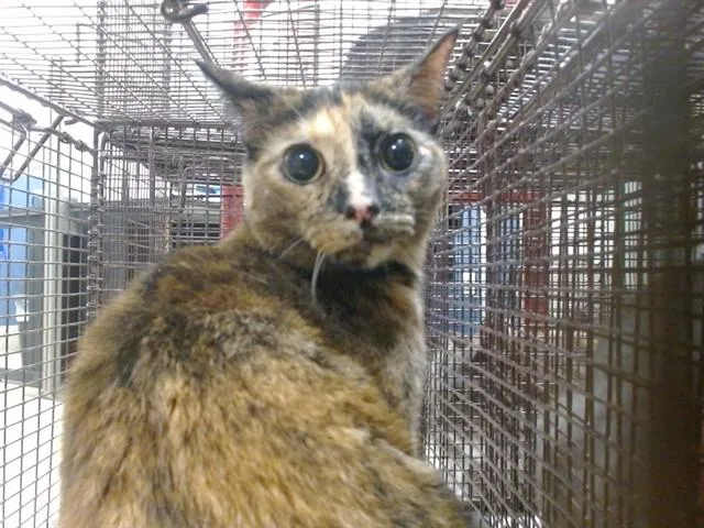An adult small-sized female Domestic Short Hair cat named Mocha Cookie for adoption in Miami, FL
