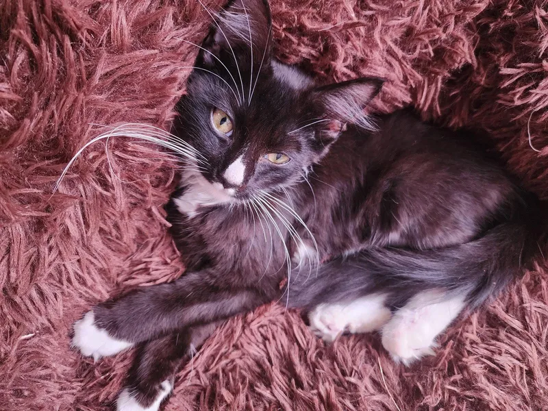 A baby medium-sized male Tuxedo cat named SquiggyC for adoption in Greenville, DE