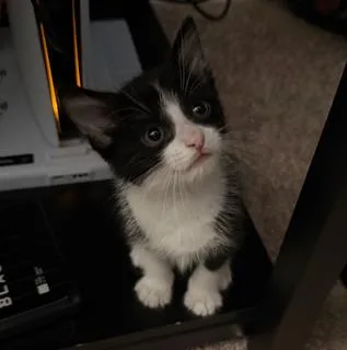 A young small-sized female Domestic Short Hair cat named Ranch for adoption in Miami, FL