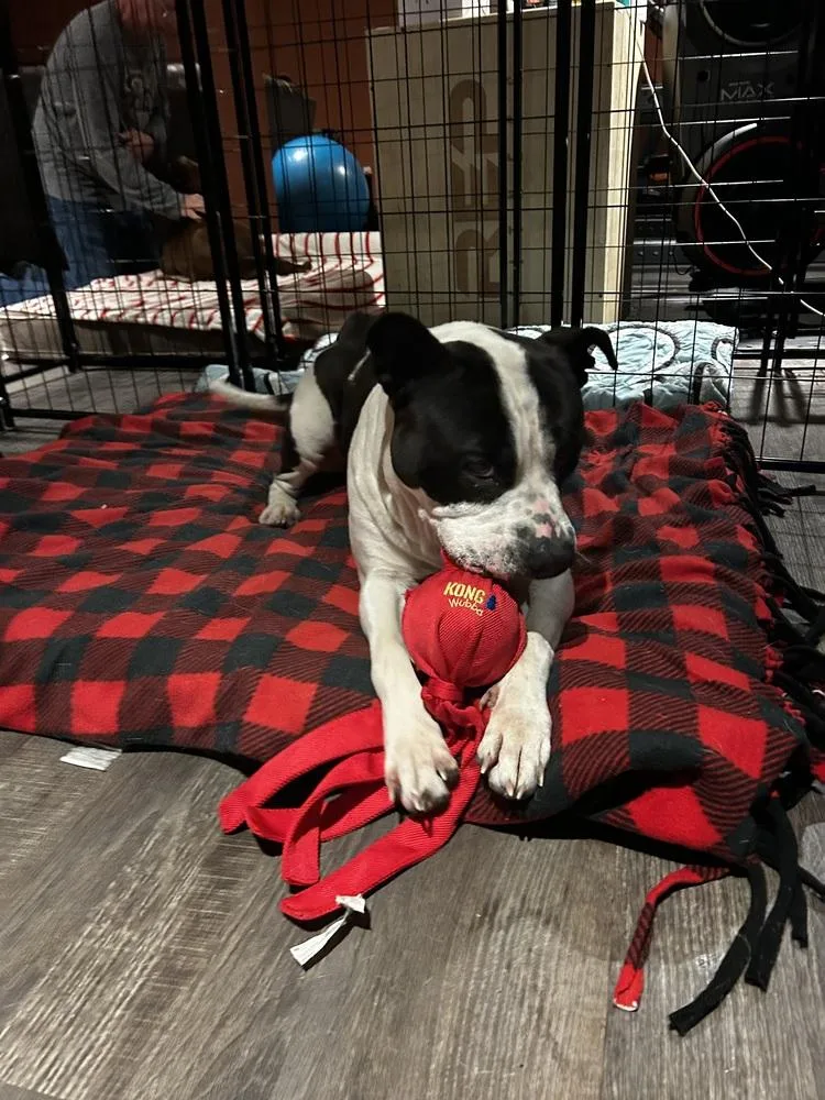 A young large-sized female Tricolor (Brown, Black, & White) American Bulldog dog named Amara for adoption in Irwin, PA