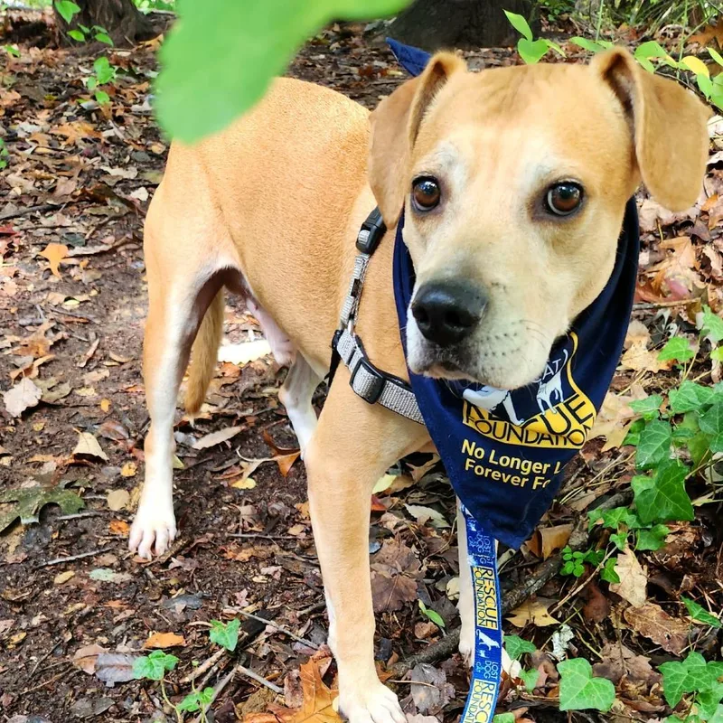 An adult medium-sized male Labrador Retriever dog named Scrappy for adoption in Falls Church, VA