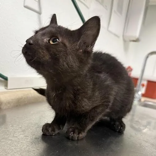 A baby small-sized male Black Bombay cat named Fall for adoption in Mount Shasta, CA