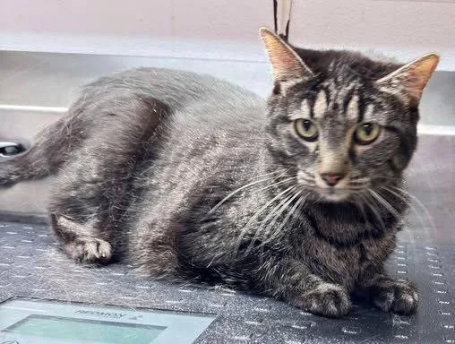 An adult medium-sized female Domestic Short Hair cat named Pickle for adoption in Knoxville, IA