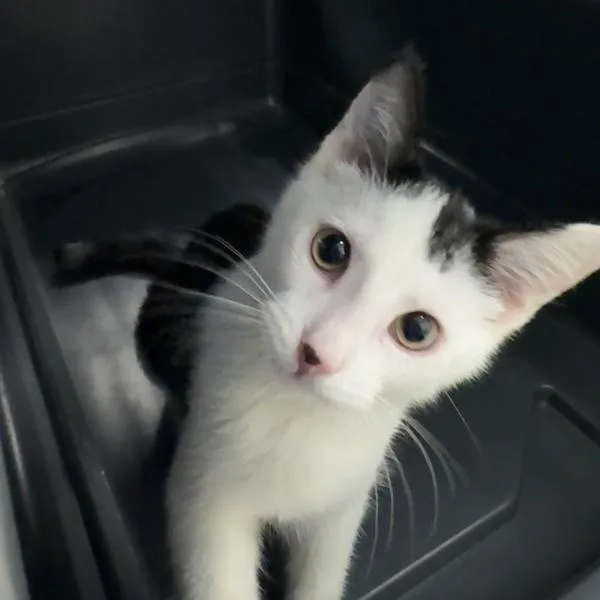 A baby small-sized male Domestic Short Hair cat named Biscuit for adoption in Des Moines, IA