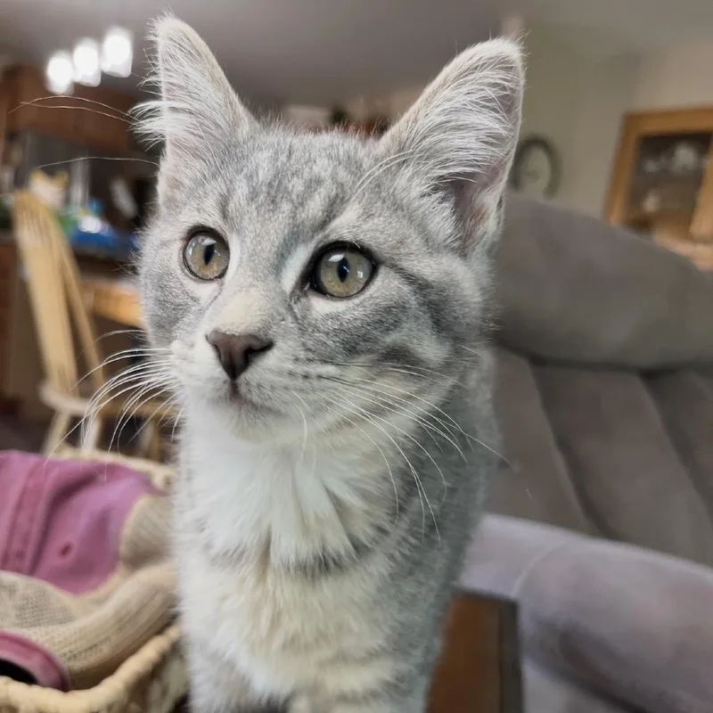 A baby small-sized male Gray / Blue / Silver Domestic Short Hair cat named Chesney for adoption in Bismarck, ND