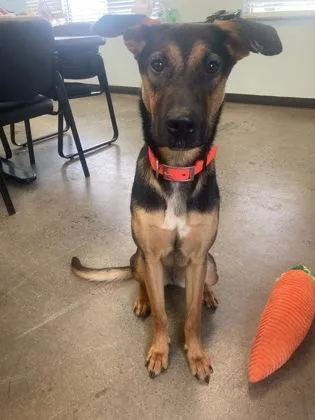 A baby large-sized female Bicolor German Shepherd Dog dog named Sunny for adoption in Mishawaka, IN