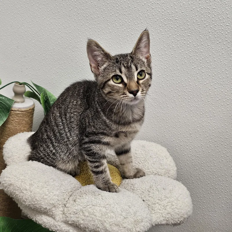 A baby medium-sized female Tabby (Brown / Chocolate) Domestic Short Hair cat named Lady Nibbles for adoption in Waynesville, NC