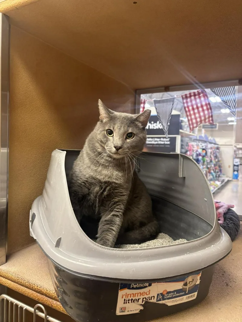 Big Smooth thumbnail 3