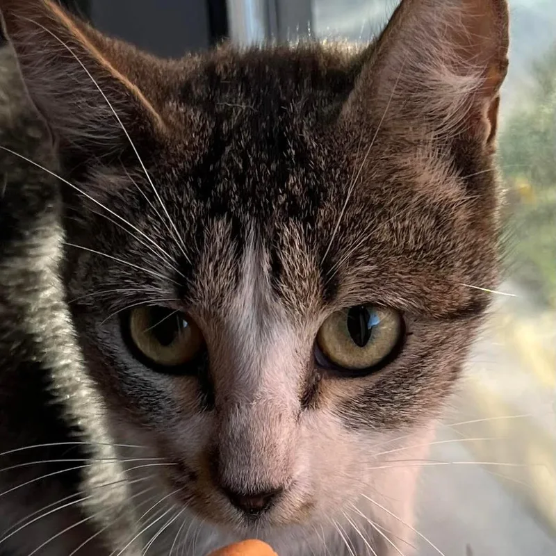 A young medium-sized female Brown / Chocolate Domestic Short Hair cat named Aerial Ardmore for adoption in Chicago, IL