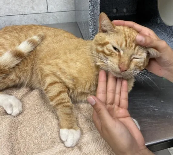 A young large-sized male Domestic Short Hair cat named Big Justice for adoption in Naples, FL