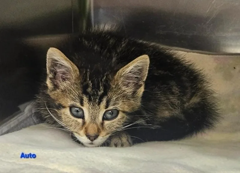 A baby small-sized male Domestic Short Hair cat named Auto for adoption in Blountville, TN