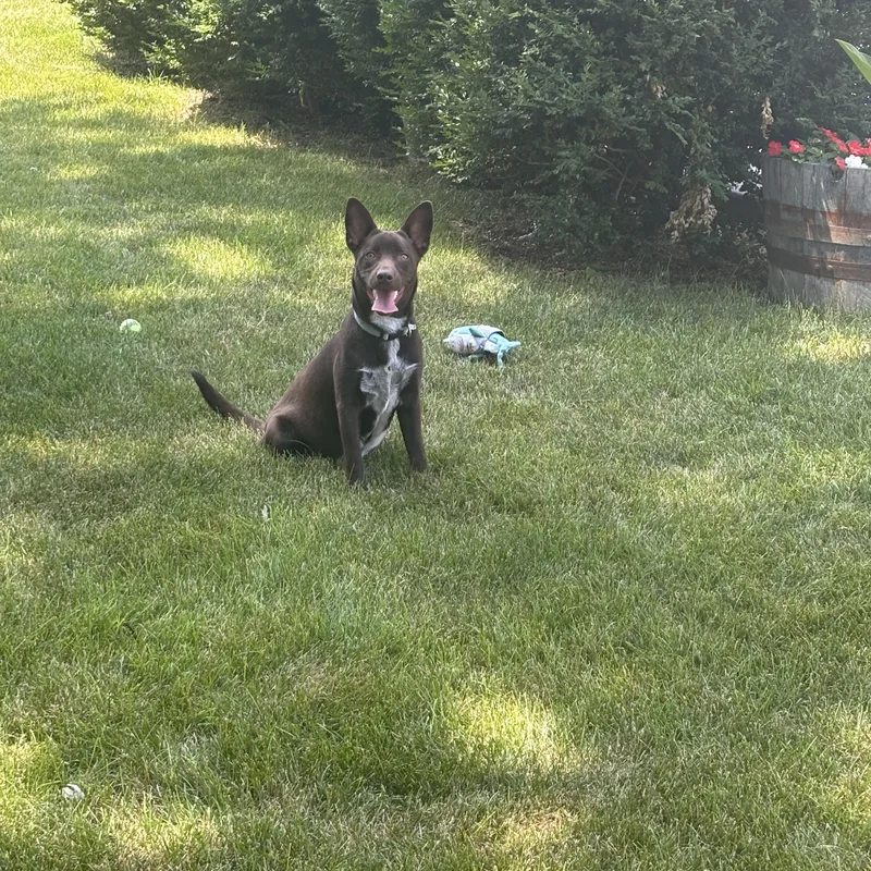 A baby medium-sized male Brown / Chocolate Australian Cattle Dog / Blue Heeler dog named Slate for adoption in Oswego, IL